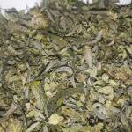 Liberty Haze