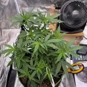 Moroccan Zowah First Time Budget Grow