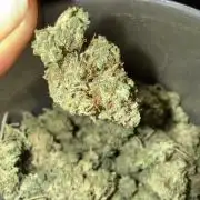Auto Biscotti