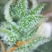 Gorilla Cookies Auto