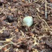 Lemon Cherry Cookies Auto