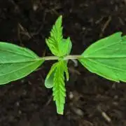 Strawberry Gorilla