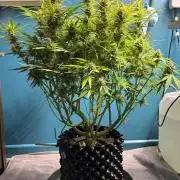 Original Moby Dick Auto