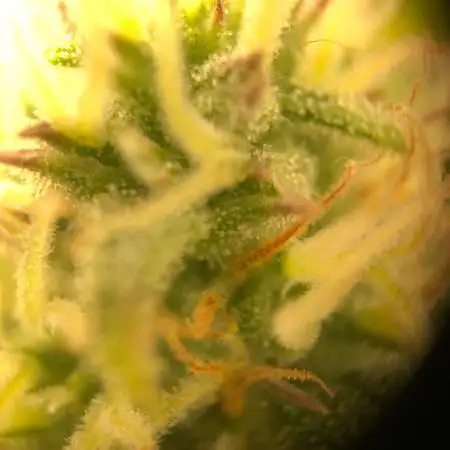 Sour Jealousy Auto