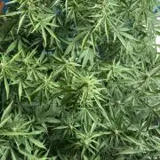 Strawberry Gorilla