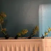 Gorilla Cookies Auto