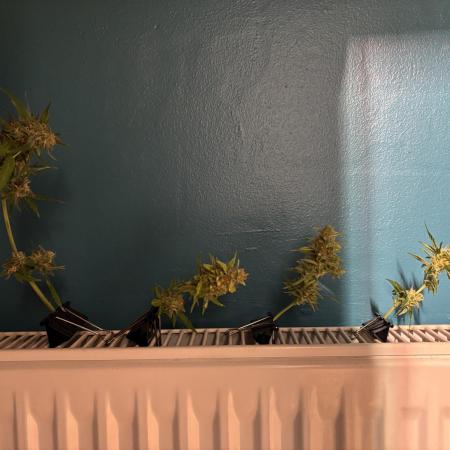 Gorilla Cookies Auto