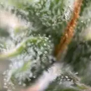 Gorilla Cookies Auto