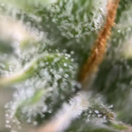 Gorilla Cookies Auto