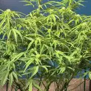 Original Moby Dick Auto