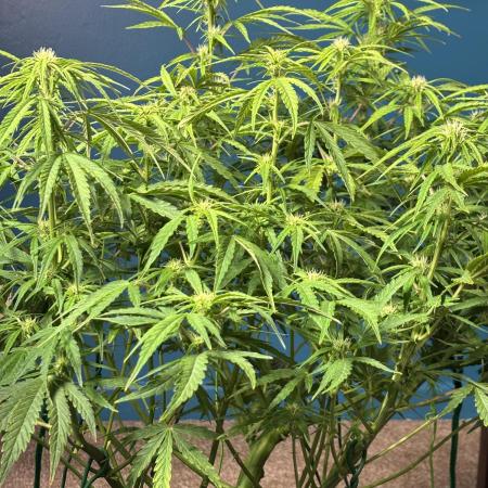 Original Moby Dick Auto