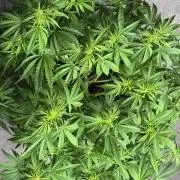 Original Moby Dick Auto