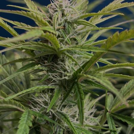 Original Moby Dick Auto