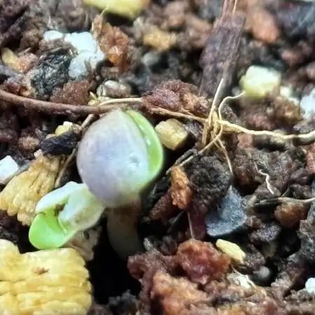 Gorilla Cookies Auto