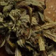 Gorilla Cookies Auto