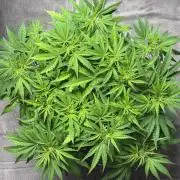 Original Moby Dick Auto