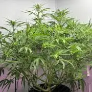 Original Moby Dick Auto