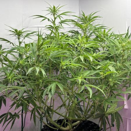 Original Moby Dick Auto