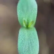 Lemon Cherry Cookies Auto