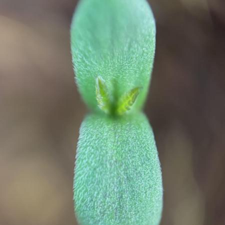 Lemon Cherry Cookies Auto