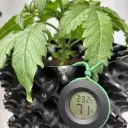 Original Moby Dick Auto