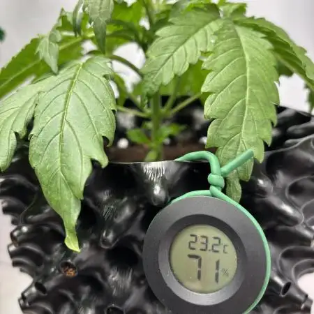 Original Moby Dick Auto