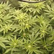 wedding crasher & sour diesel