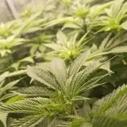 wedding crasher & sour diesel