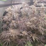 Deep Winter Culture  - Jelly Donutz - DWC