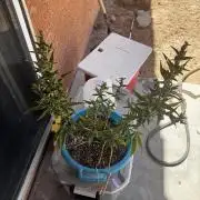 Outdoor Tucson Grow