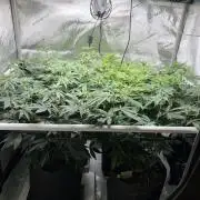 🏆4 selected cuts 🍓⛽️🍒🍊