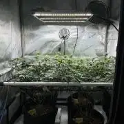 🏆4 selected cuts 🍓⛽️🍒🍊