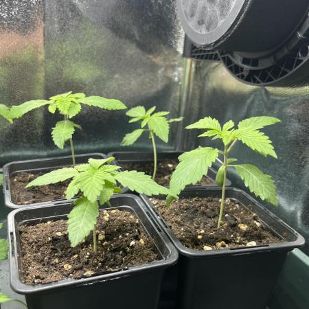 Kawazaki Grounded Genetics