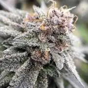 🏆4 selected cuts 🍓⛽️🍒🍊