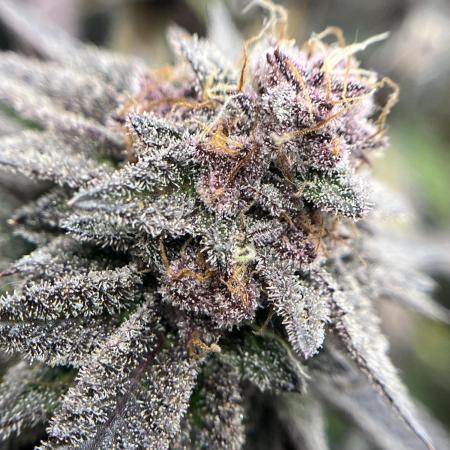 🏆4 selected cuts 🍓⛽️🍒🍊