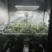 🏆4 selected cuts 🍓⛽️🍒🍊