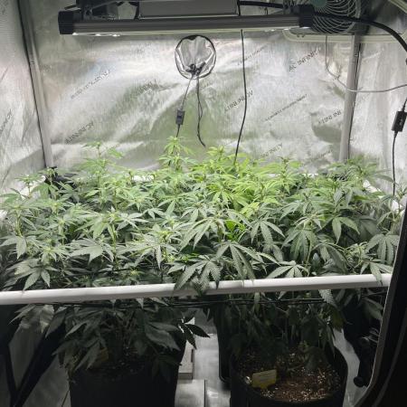 🏆4 selected cuts 🍓⛽️🍒🍊