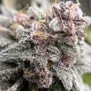 🏆4 selected cuts 🍓⛽️🍒🍊
