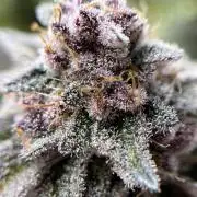 🏆4 selected cuts 🍓⛽️🍒🍊