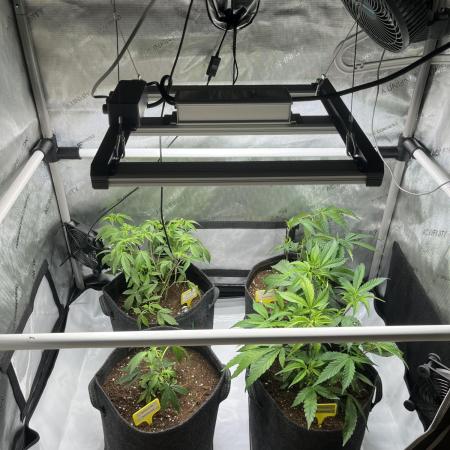 🏆4 selected cuts 🍓⛽️🍒🍊