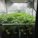 Exotic Pheno Hunt