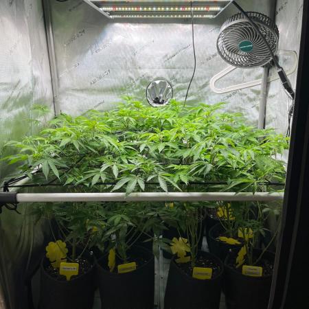 Exotic Pheno Hunt