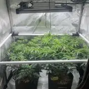 🏆4 selected cuts 🍓⛽️🍒🍊