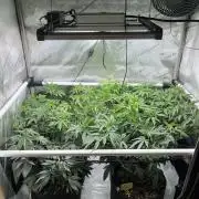 🏆4 selected cuts 🍓⛽️🍒🍊