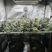 🏆4 selected cuts 🍓⛽️🍒🍊