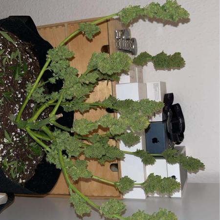 First Grow! :) Indoor to Outdoor - Northern Light Auto - RQS