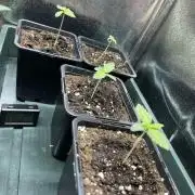 Kawazaki Grounded Genetics