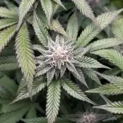 🏆4 selected cuts 🍓⛽️🍒🍊