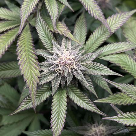 🏆4 selected cuts 🍓⛽️🍒🍊