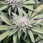 🏆4 selected cuts 🍓⛽️🍒🍊